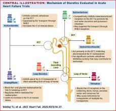 Image result for Loop Diuretic