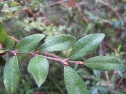 Image result for Pteleopsis anisoptera