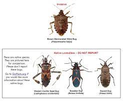 Pin By Richard Pelletier On General Info Western Conifer Seed Bug Brown Marmorated Stink Bug Stink Bugs
