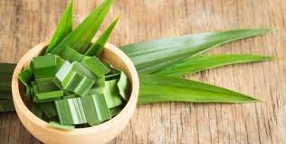 Tumbuhan merambat ini aroma bunganya bisa tercium harum pada siang dan malam hari. Bagaimanakah Cara Budidaya Tanaman Daun Pandan Dengan Baik Dan Benar