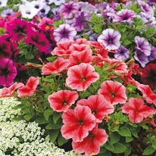 There are several summer flowers in india that you may choose from. Brighten Up Your Garden With Colorful Petunias This Summer Blog Nurserylive Com Gardening In India
