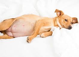 Your dog will seem like their normal. Your Pregnant Dog Signs Of A Troubled Labor Ann Arbor Animal Hospital