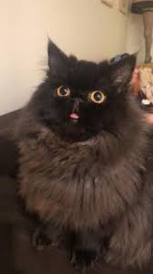 Another possibility for cats sticking their tongues out is that there could be something stuck between the teeth in your cat's mouth. My Cat Is Always Sticking Her Tongue Out Aww