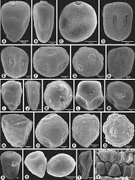 Image result for Lipocarpha nana