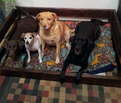 1 alin (1)prezenta lege reglementeaza masurile necesare pentru asigurarea conditiilor de viata si bunastare ale animalelor cu sau fara detinator. Cand AveÅ£i Nevoie De Acordul Vecinilor Pentru A Creste Caini Si Pisici ViaÅ£a LiberÄ GalaÅ£i