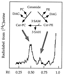 Sam ah chow & co. Sphingolipid Biosynthesis De Novo By Rat Hepatocytes In Culture Journal Of Biological Chemistry