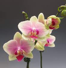 Lets See Your Orchids Gardening Forums Beautiful Orchids Orchids Purple Orchids