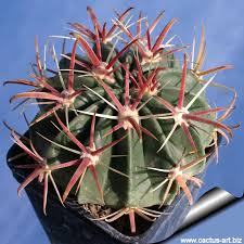 Ferocactus Recurvus V Greenwoodii Syn Ferocactus Latispinus