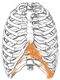 The right upper quadrant of the abdomen includes the pancreas, right kidney, gallbladder, liver, and intestines. Sore To Touch Rib Cage Fibromyalgia Syndrome Forums Patient