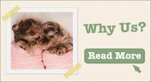 Our australian labradoodles took the world by storm with their allergy friendly coats and amazing intuitive temperaments. Home Australian Cobberdogs Labradoodles