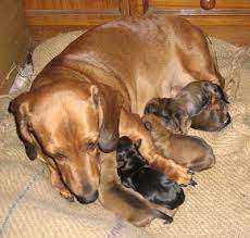 Whelping And Raising Puppies Stories Trying To Save A Fading Dachshund Puppy