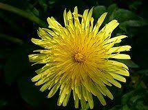 Taraxacum Officinale Wikipedia Taraxacum Officinale Taraxacum Dandelion