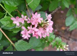 Image result for Ruspolia seticalyx