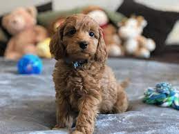 Mini Doodle Dogs Labradoodle Doodle Dog Labradoodle Puppies For Sale Labra Labradoodle For Sale Miniature Labradoodle Puppy Labradoodle Mini Labradoodle