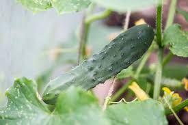 Image result for Cucumis sativus