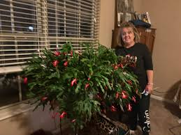 Omg this is my mother-in-laws Christmas cactus. We are visiting her in  Illinois right now and wants me too have it! I have several small ones at  home. Now I'm trying to