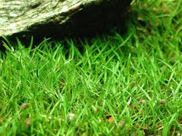 Helanthium tenellum atau tenellus juga menjadi salah satu tanaman rumput sebagai karpet pada aquascape yang berasal dari benua amerika, terutama as, meksiko tapi ditemukan pula di argentina. Tanaman Karpet Aquascape Yang Bagus Kasurpet