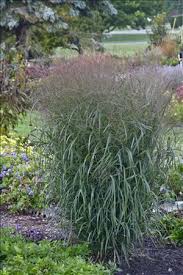 Image result for Panicum adenophorum