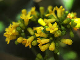 Image result for Psychotria cinerea