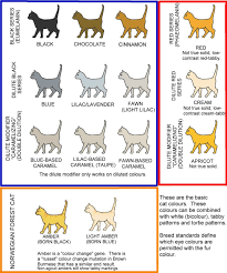 Colour And Pattern Charts Cat Colors Tonkinese Cat Devon