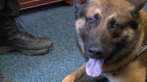 I am not sure where you are located but i would suggest to try finding qualified tcvm practitioner. Beloved Ohio K 9 Battling Cancer Joins Clinical Trial After Being Given 1 To 2 Years To Live Abc News