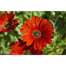 Image result for Artabotrys stolzii