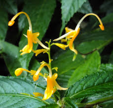 Image result for Globba