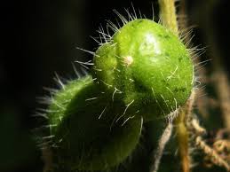 Image result for Cucumis maderaspatanus