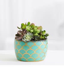 Maybe you would like to learn more about one of these? Desert Jewel Succulent Garden Avas Flowers