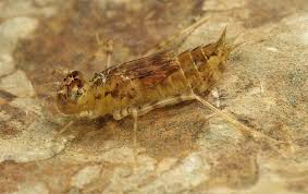 Image result for Brachyachne fulva