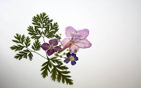 Check spelling or type a new query. How Do You Press Flowers Wonderopolis