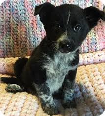 Black And White Spotted Blue Heeler Los Angeles Ca Border Collie Cattle Dog Mix Meet Dorothy A Puppy For Adoption Http Www Adoptapet C Blue Heeler Dogs Cute Dogs And Puppies Dog Wallpaper