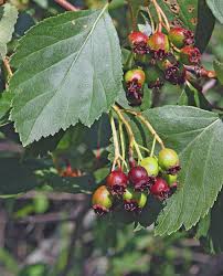 Plants for our bodies and minds: Scott Kloos the wildcrafter