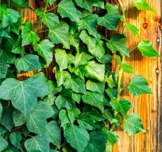 Ivy can grow in some direct sun but too much sun can damage the foliage giving the leaves a scorched appearance. English Ivy Climber Care Daylilies In Australia
