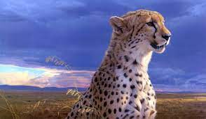 Looking for the best wallpapers? Cheetah Hd Wallpaper Background Image 2930x1710 Id 249180 Wallpaper Abyss