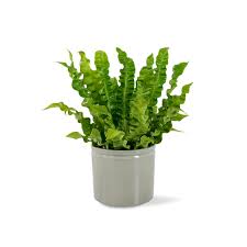 Image result for sleziník Asplenium