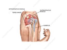 This socket is called the glenoid. Shoulder Tendon Injury Stock Image C021 1030 Science Photo Library