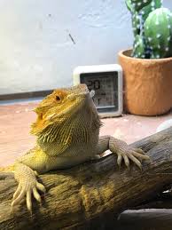 Best cactus quotes selected by thousands of our users! Cheeto Looks Like A Professor With His Shed Spectacles Shpectacles Yeah Beardeddragons