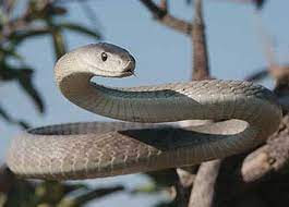 Black Mamba Deadly Large Fastest Snake Mamba Snake Black Mamba Snake Black Mamba