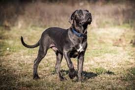 It is well muscled and less bulky than most other mastiff breeds. Cane Corso Charakter Haltung Pflege Zooplus