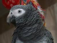 Maybe you would like to learn more about one of these? Classifieds Room Grey Forums