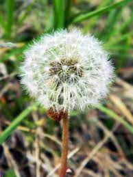 I Work With All Sorts Of Beautiful Flowers Every Day But There S Something Magical About A Dandelion Artsy Dandelion Beautiful Flowers