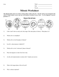 Cells alive on meiosis phase answer key. Mitosis Worksheet Help Brainly Com
