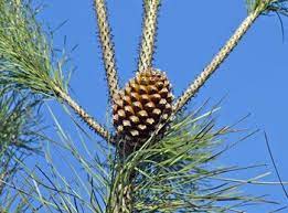 Growing Edible Pine Nuts In Michigan Pine Nut Tree Pine Nuts Growing Food