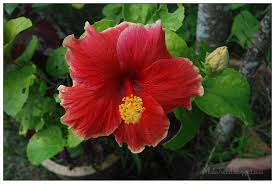 Bunga ros, gambar bunga raya malaysia, gambar bunga kebangsaan, bunga raya malaysia, pokok bunga raya. My Green Eye S Bunga Raya Hibiscus