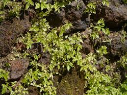 Image result for Lecanthus