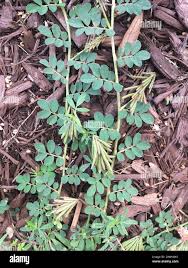 Image result for Indigofera spicata