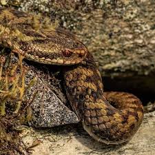 Jul 11, 2019 · hoggorm is a python package for explorative multivariate statistics in python. Vipera Berus Instagram Posts Photos And Videos Picuki Com