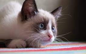 The Most And Least Expensive Cat Breeds In The World Snowshoe Cat Cat Breeds Snowshoe Kittens