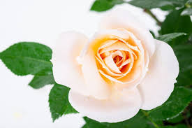 Rosa lions rose, rose, rosa, rose. Beetrose Lions Rose Rosa Lions Rose Gunstig Online Kaufen